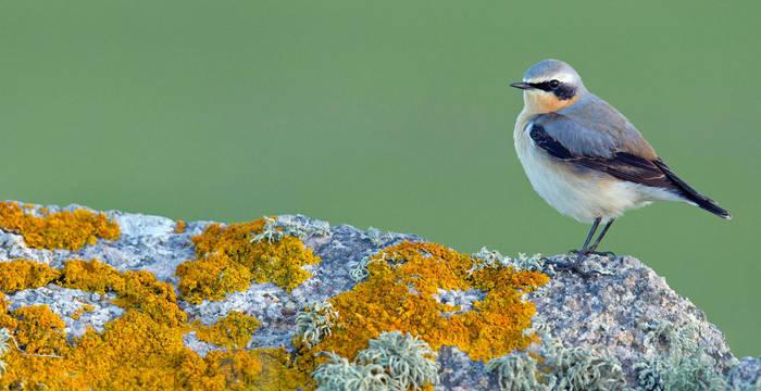 Steinschmätzer © Pro Natura