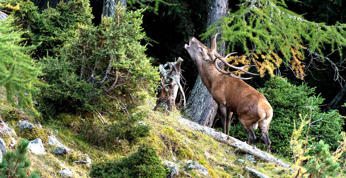 Röhrender Hirsch im Wald