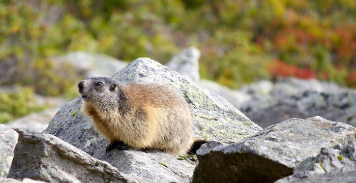 WE marmottes