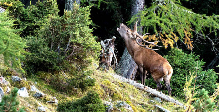 Röhrender Hirsch im Aletschwald