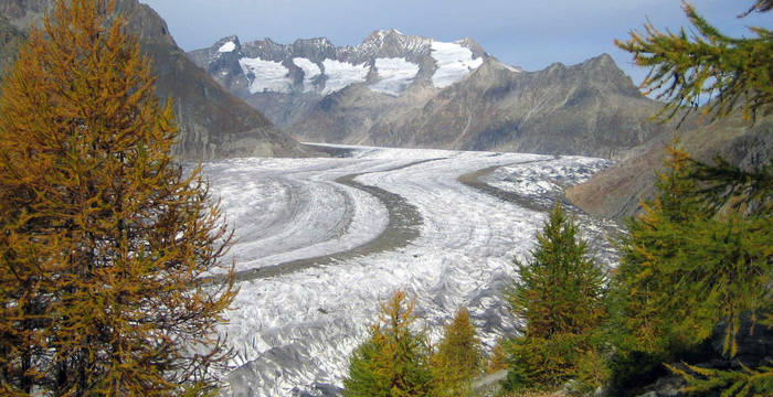 Blick aus dem Aletschwald auf den Aletschgletscher