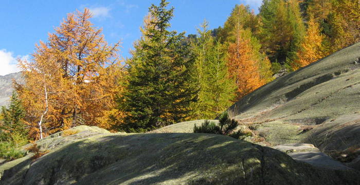 Mélèze et Pinus Cembra