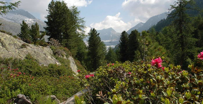 Rhododendron ferrugineum