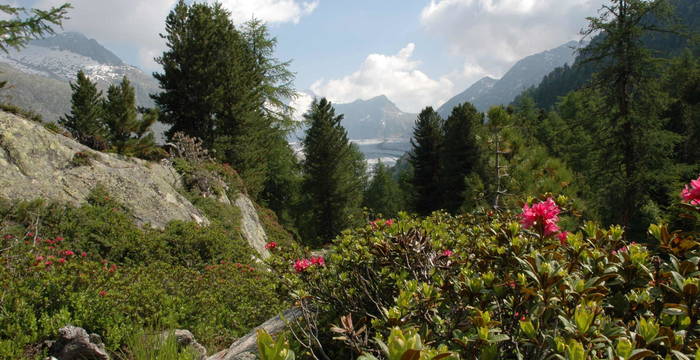 Alpenrosen im Aletschwald © Pro Natura