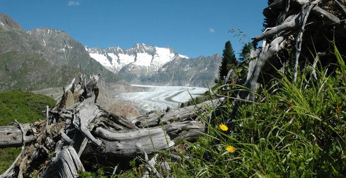 Wurzeln im Aletschwald