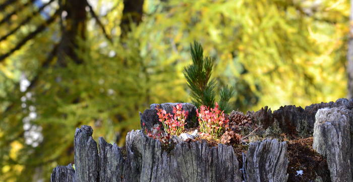 Recycling à la forêt d'Aletsch