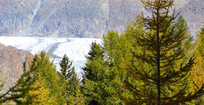 Mélèze et Pinus cembra et vue sur le Grand glacier d'Aletsch