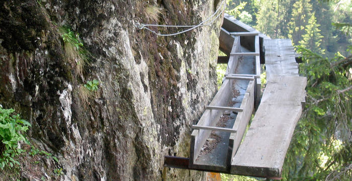 Suone an Fels © Pro Natura Zentrum Aletsch
