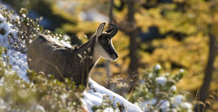 Chamois © Laudo Albrecht