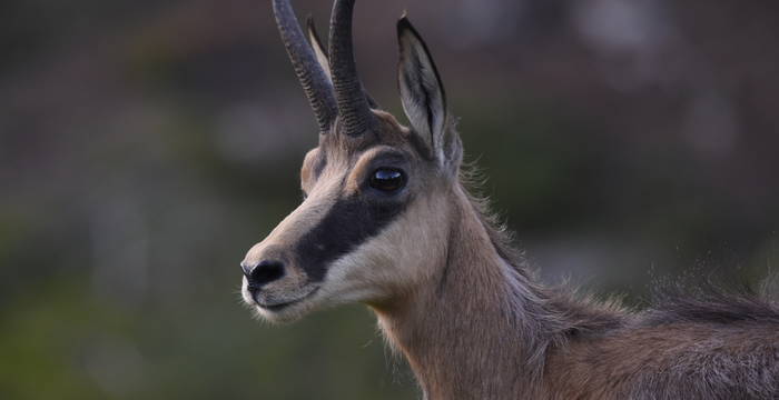 Chamois