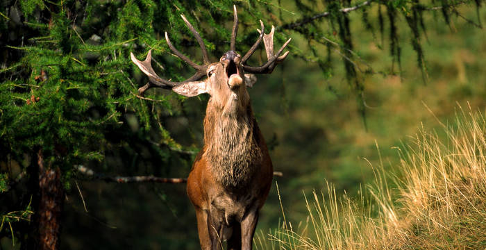 Hirschbrunft © Pro Natura Zentrum Aletsch