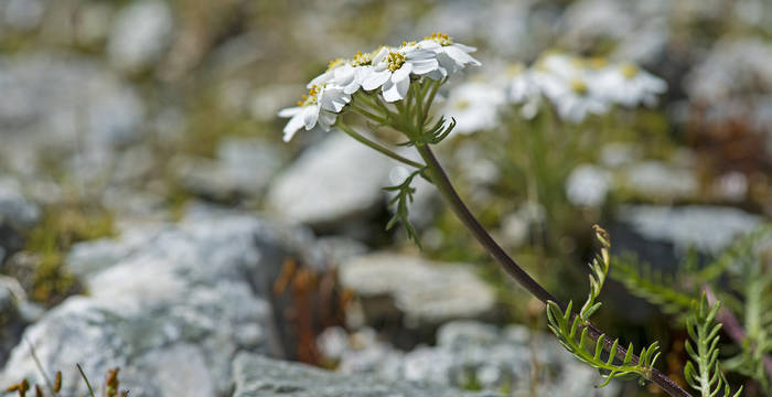 Moschus Schafgarbe im Alpengarten