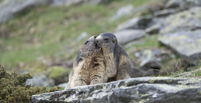 Marmottes © Laudo Albrecht, PNZA