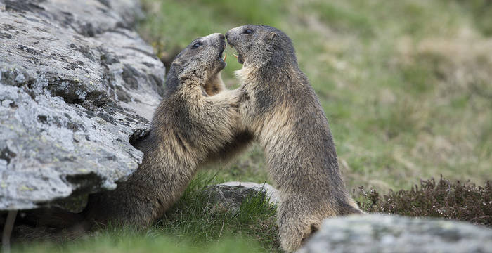 Murmeltiere © Laudo Albrecht, PNZA