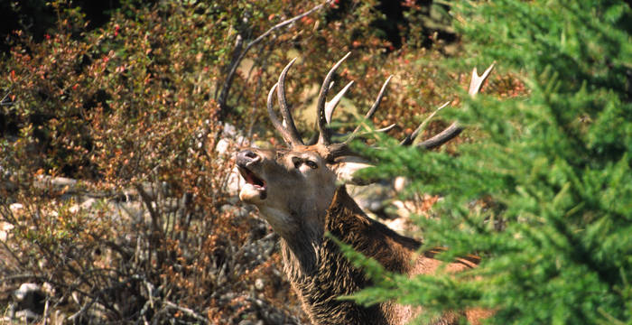 Un cerf bramant dans la forêt d'Aletsch