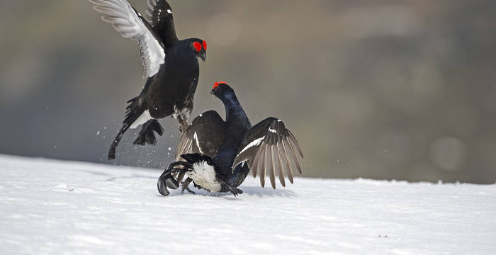 Birkhahn © Laudo Albrecht