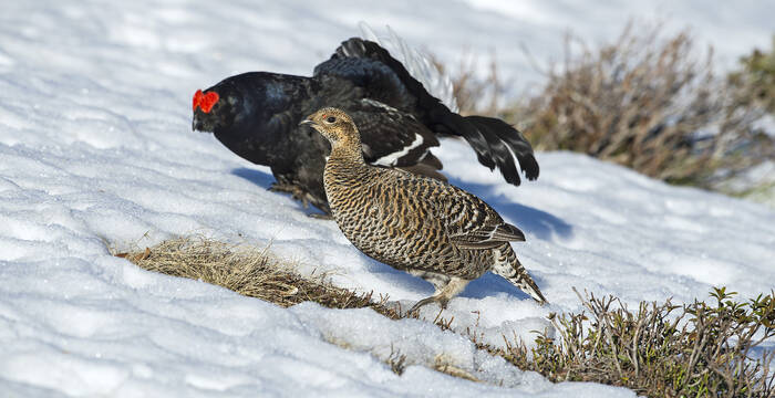 Birkhahn © Laudo Albrecht