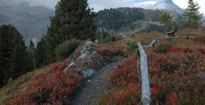 Alpengarten beim Zentrum Aletsch von Pro Natura