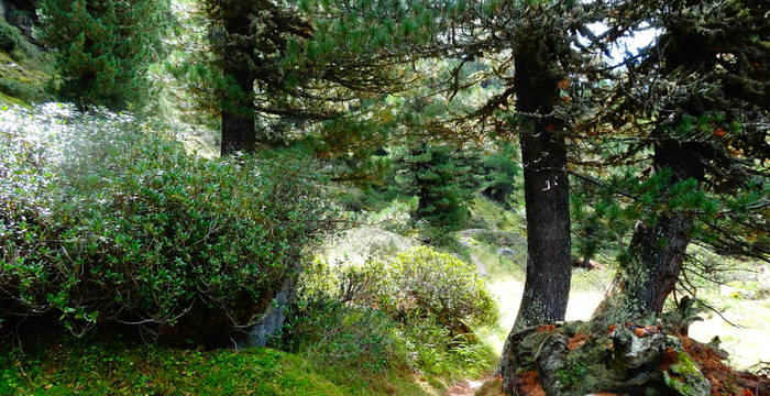 Unterwegs im Aletschwald © Pro Natura Zentrum Aletsch