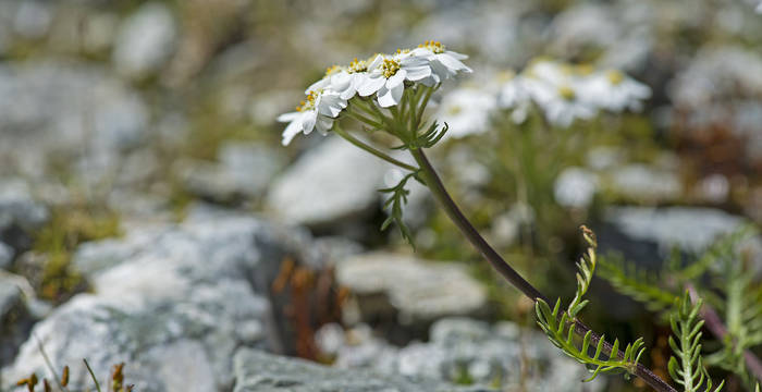 Schafgarbe © Laudo Albrecht