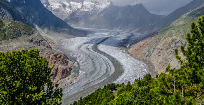 Der Aletschgletscher mit Blick aus dem Aletschwald