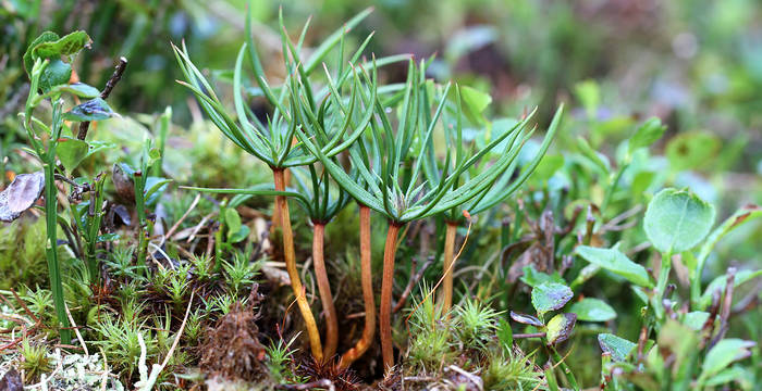Arvenkeimlinge © Pro Natura