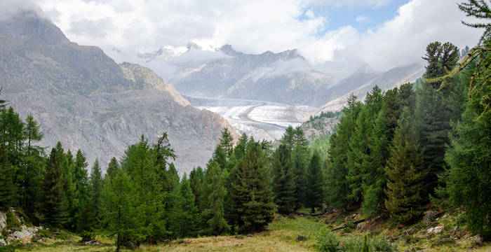 Aletschwald und Aletschgletscher