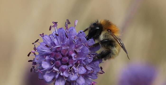 Wildbienen