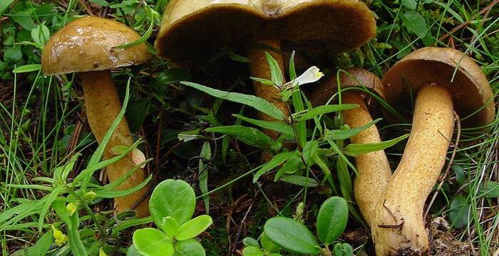 Arvenröhrling im Aletschwald