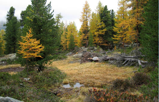 Laerchen, Arven und Totholz im Aletschwald