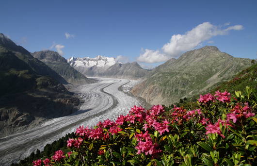 Blick auf Aletschgletscher und blühende Alpenrosen