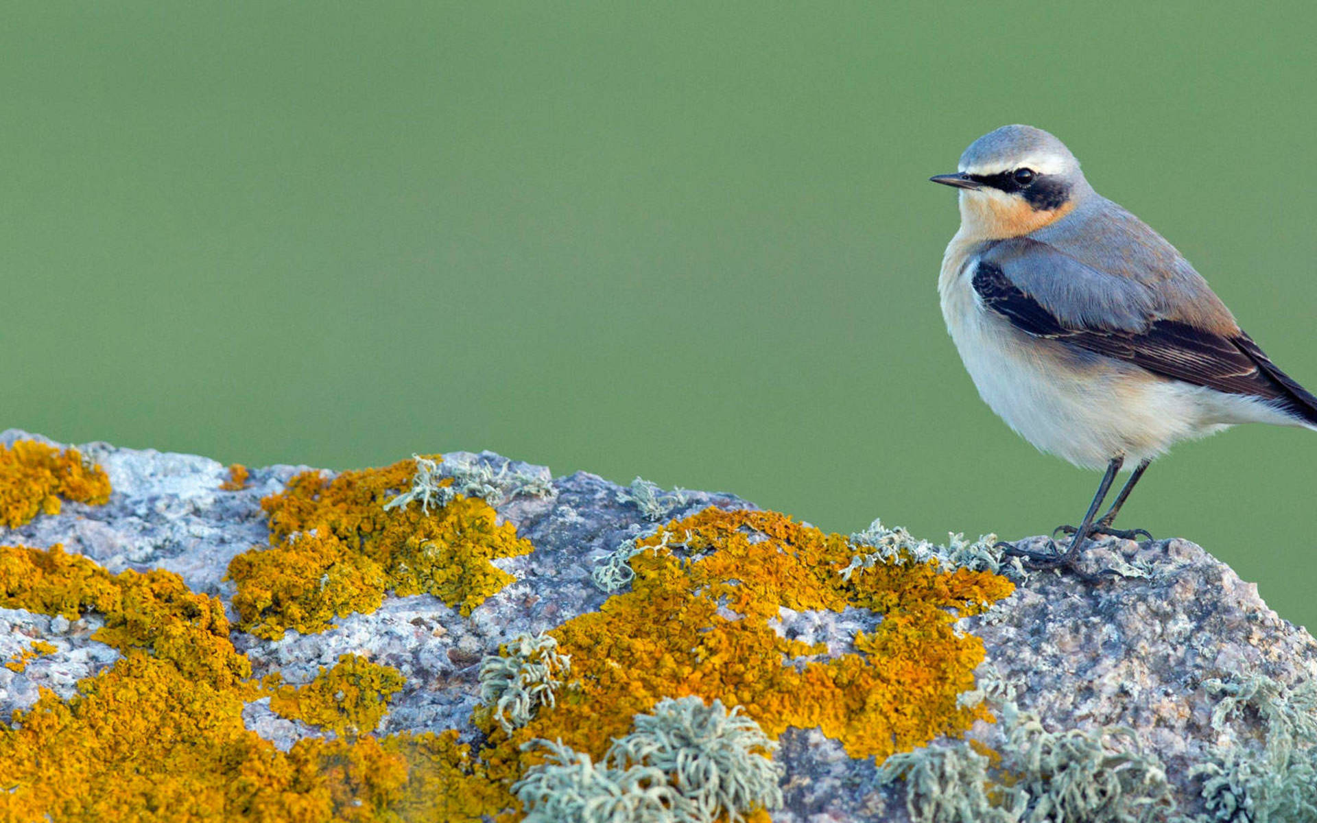 Steinschmätzer © Pro Natura