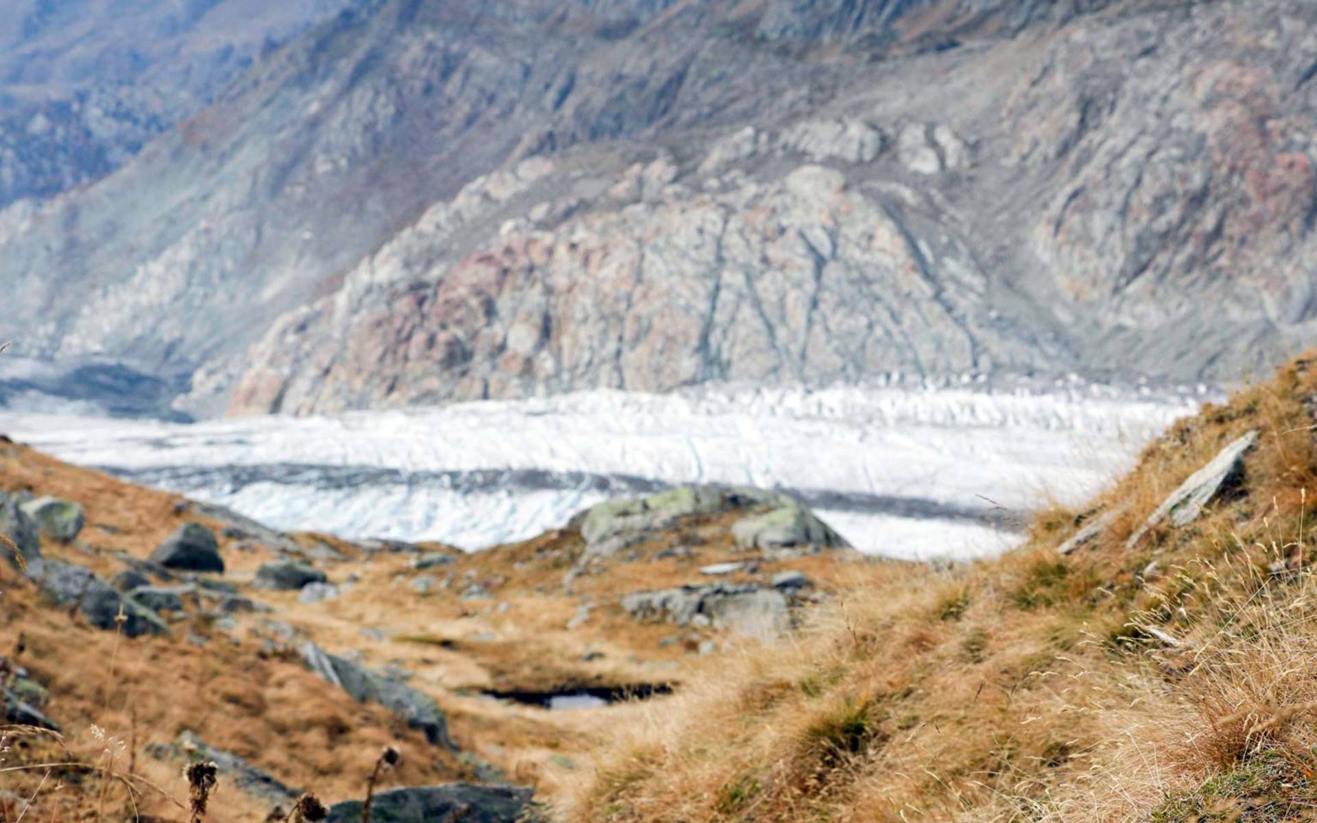 Fotos Aletschgletscher | Pro Natura Aletsch