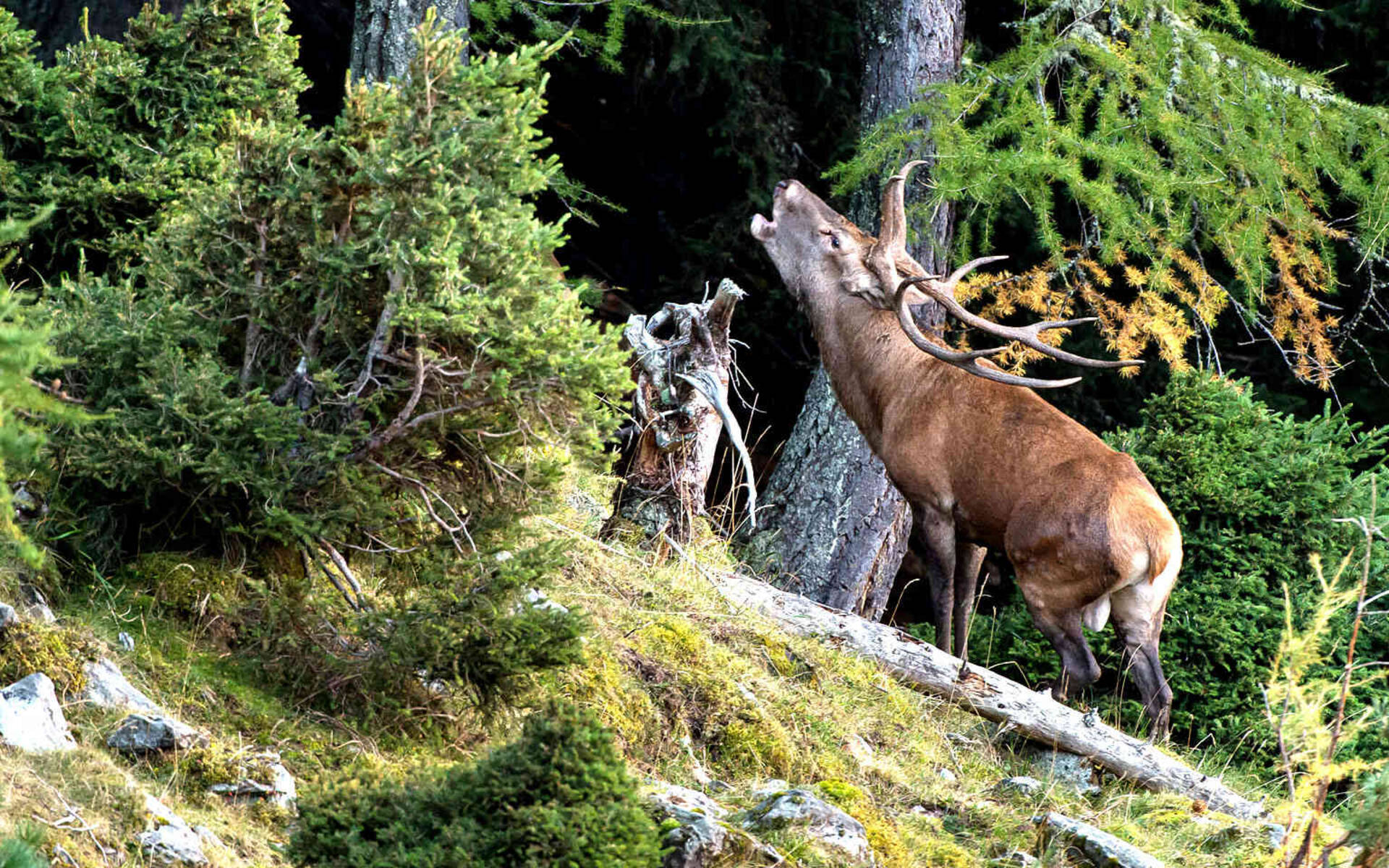 Röhrender Hirsch im Aletschwald © Daniel Walther