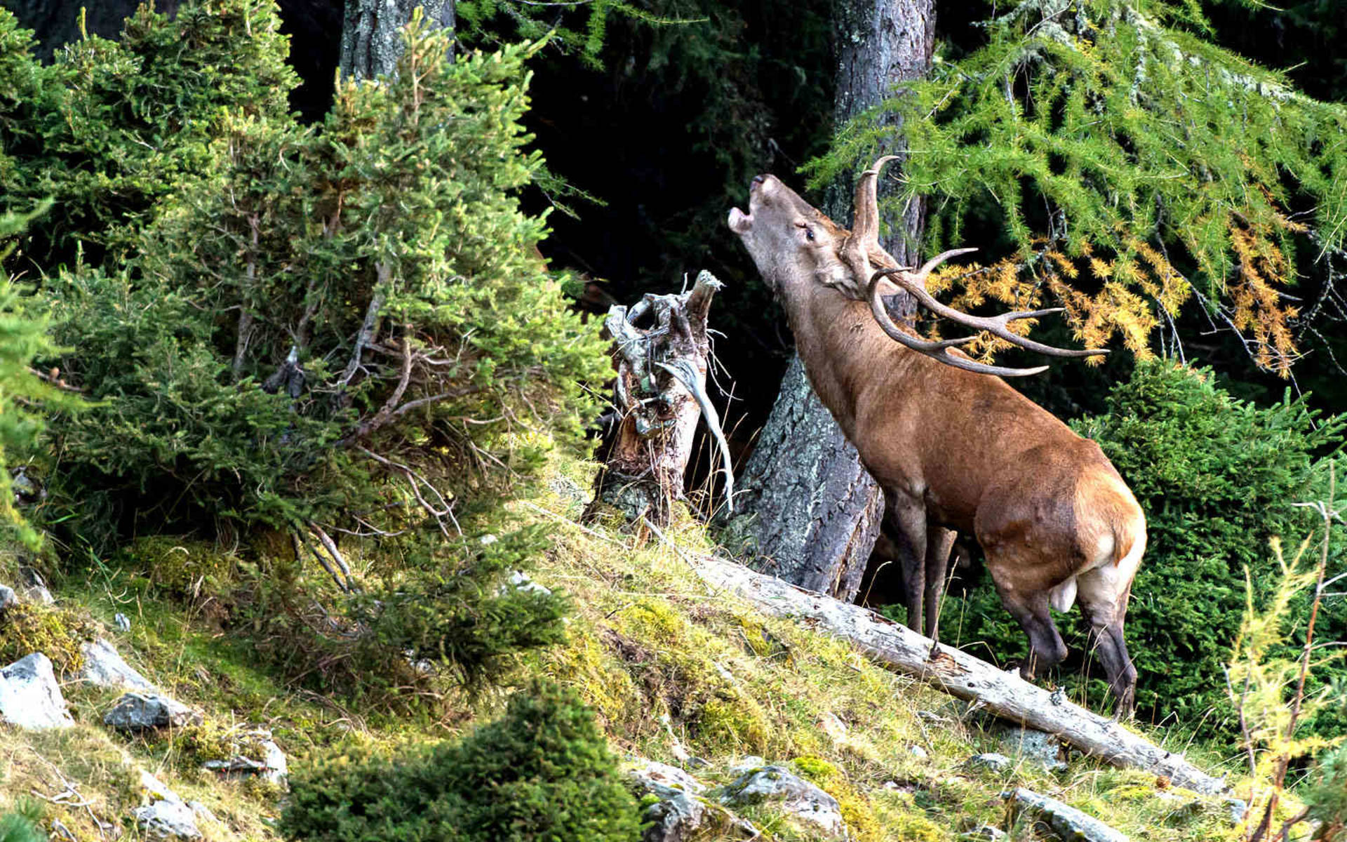 Röhrender Hirsch im Aletschwald © Daniel Walther