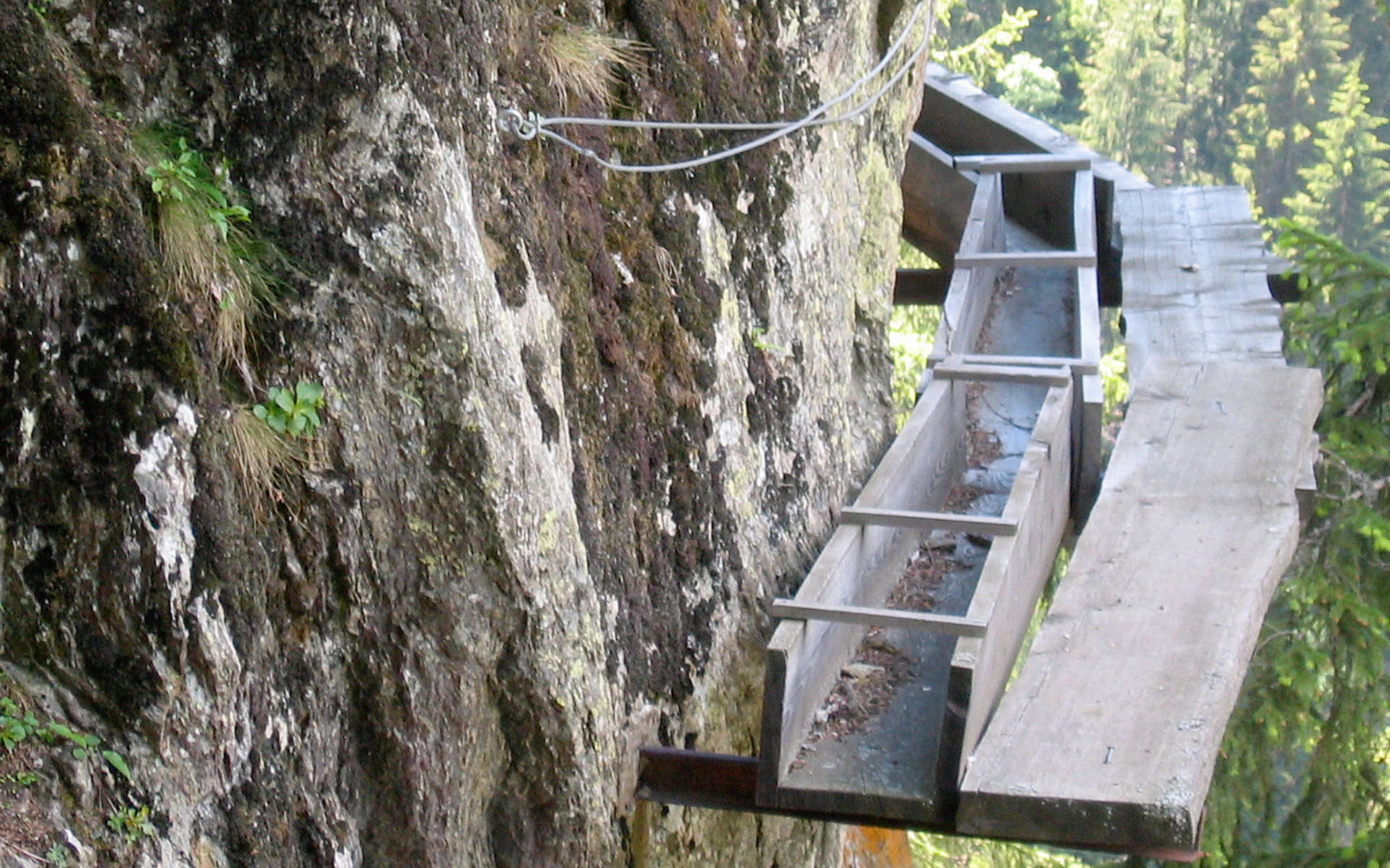 Suone an Fels © Pro Natura Zentrum Aletsch