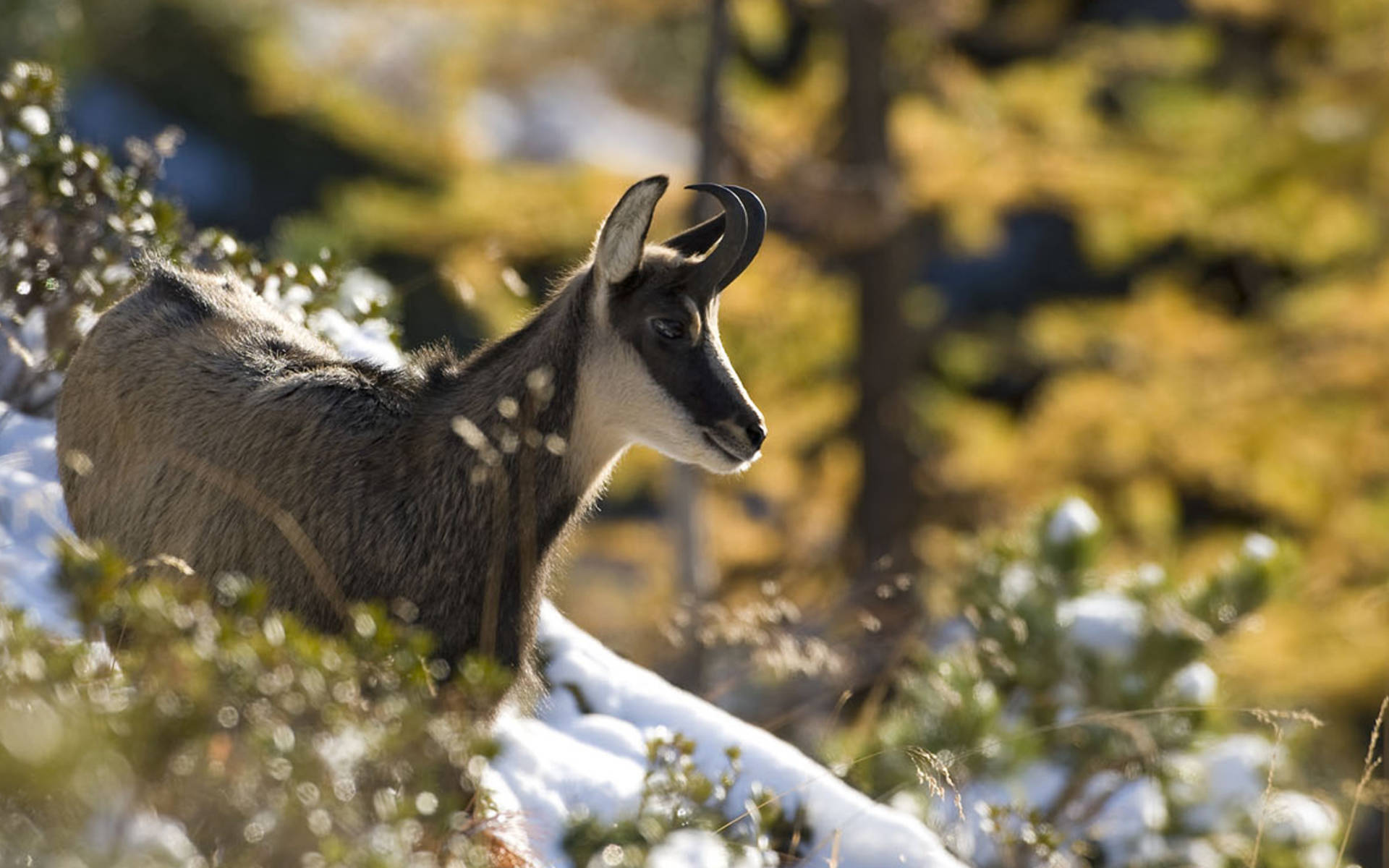 Chamois © Laudo Albrecht