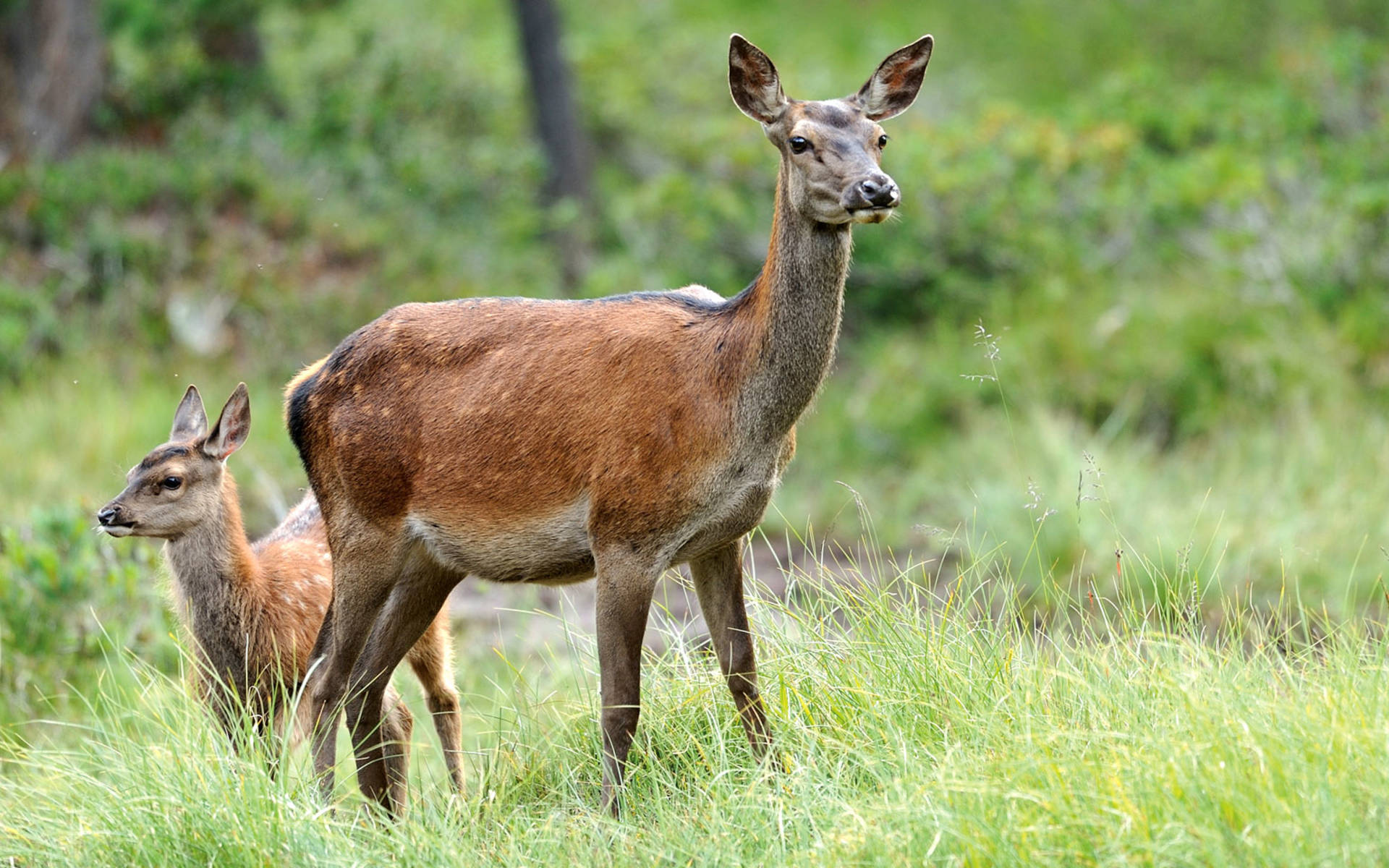 Hirschkuh und Kalb © Damian Zenzuenen