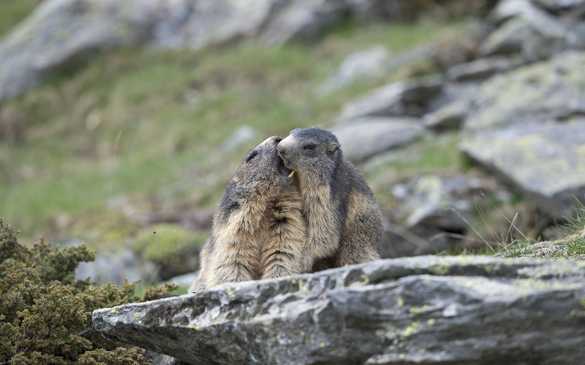 Marmottes © Laudo Albrecht, PNZA