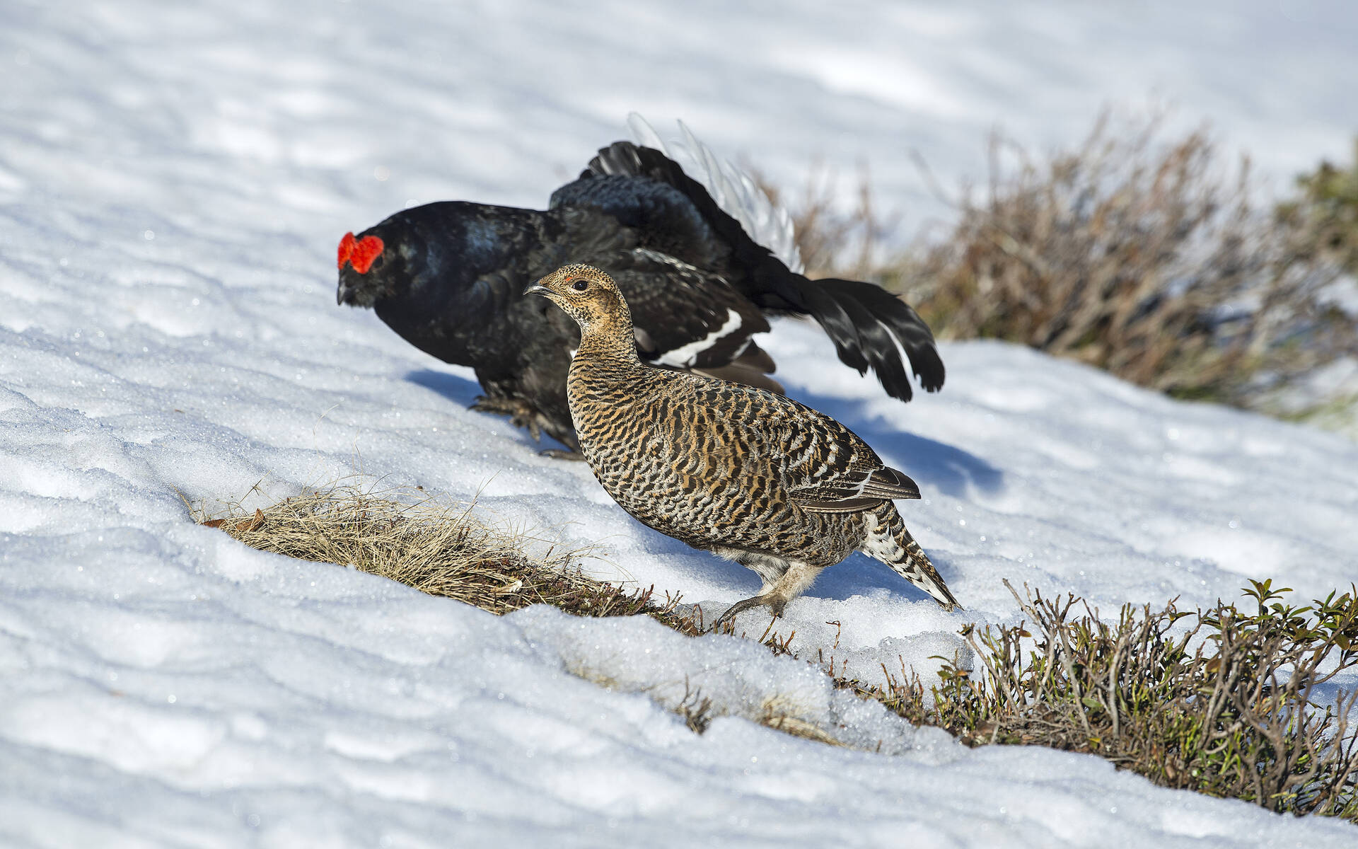 Birkhahn © Laudo Albrecht