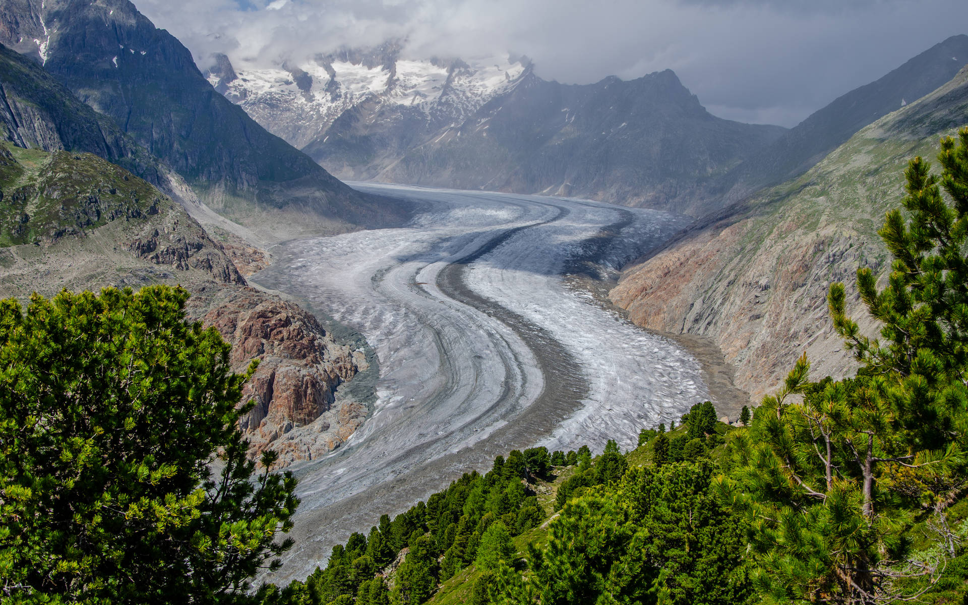 Der Aletschgletscher mit Blick aus dem Aletschwald © Pro Natura Zentrum Aletsch
