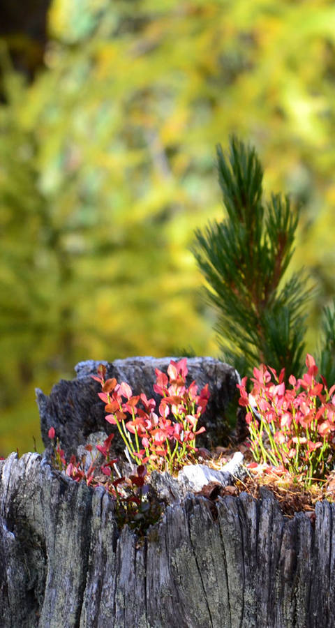 Plantes alpines comestibles