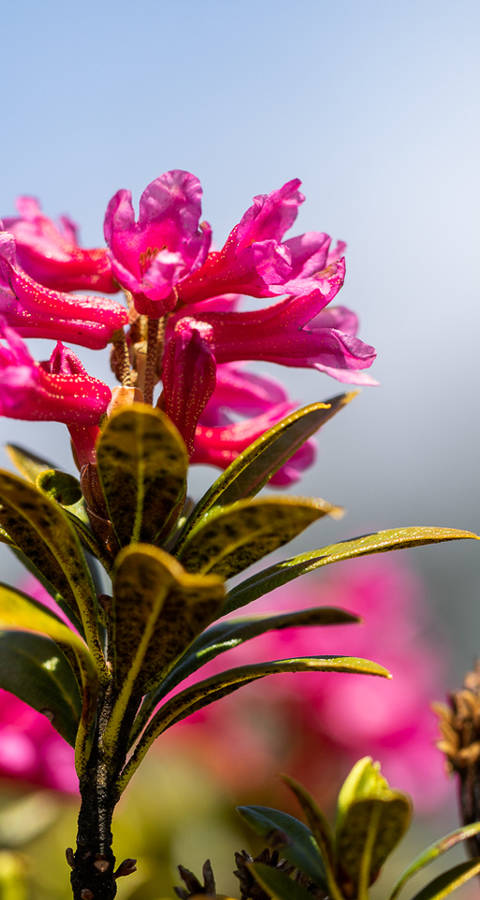 Alpenrose im Alpengarten