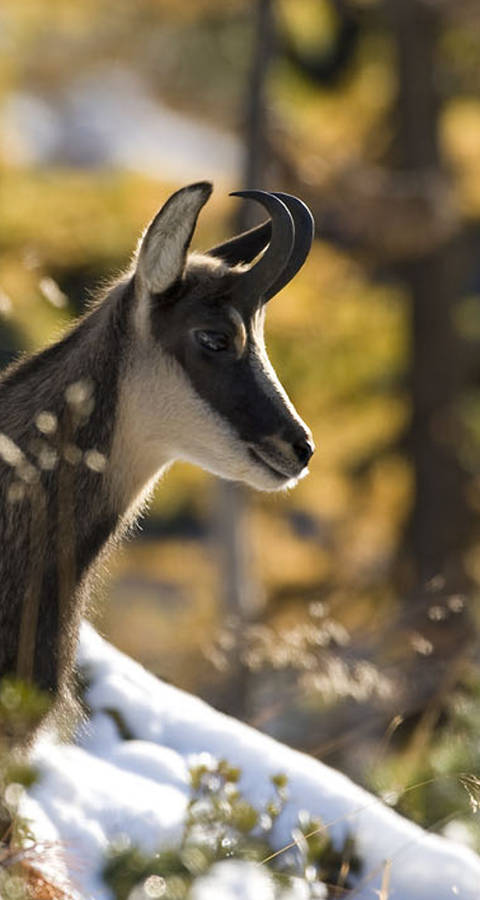 Chamois