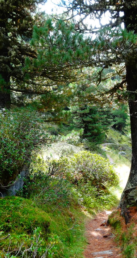 Unterwegs im Aletschwald