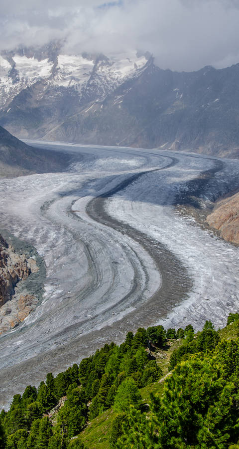 Der Aletschgletscher mit Blick aus dem Aletschwald