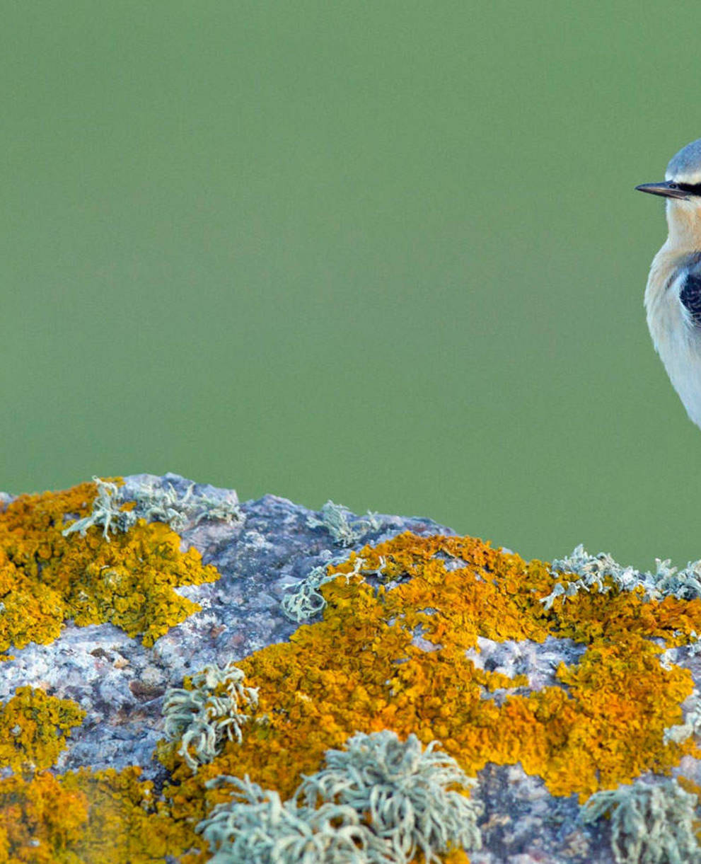 Un oiseau posé sur une pierre