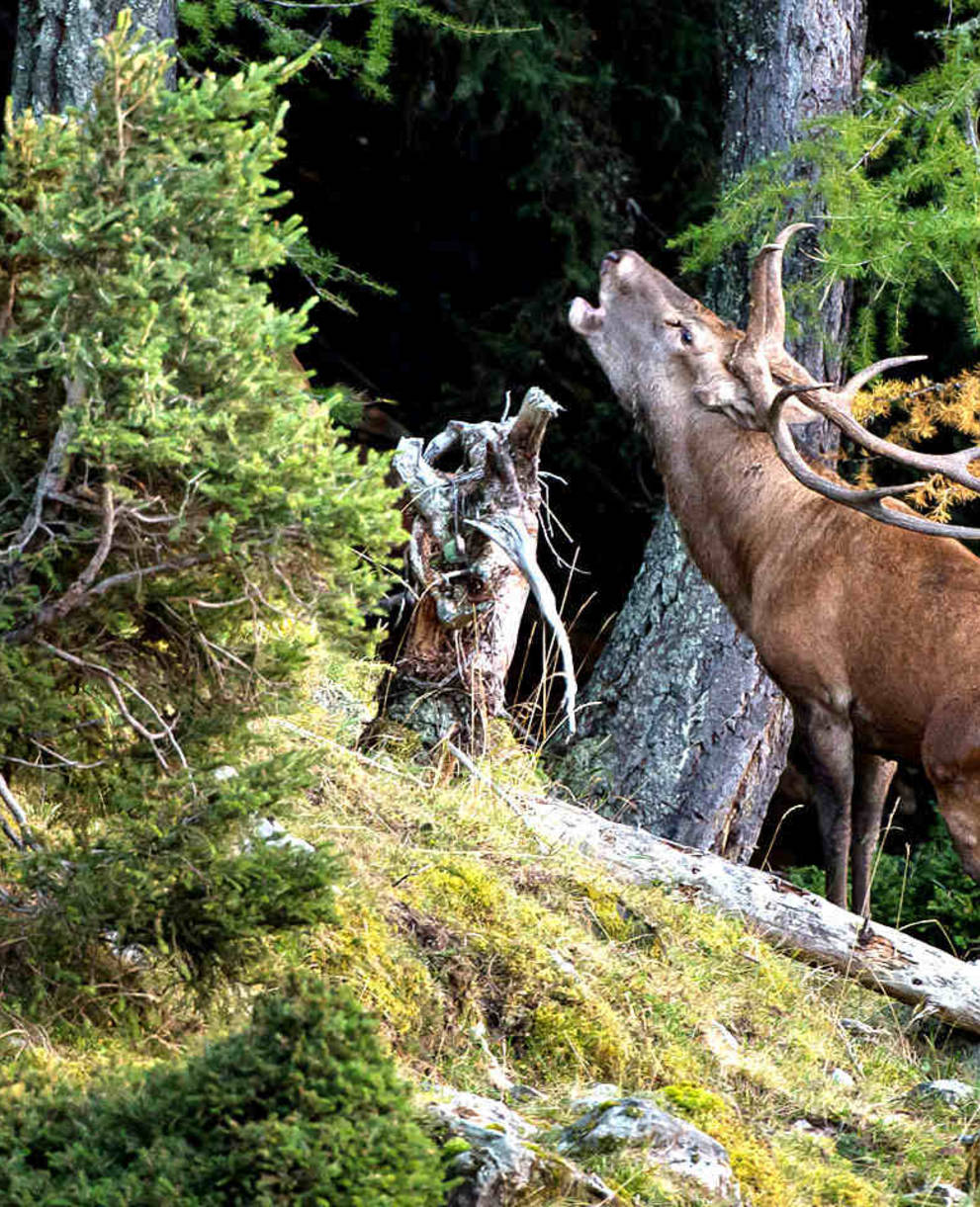 Röhrender Hirsch im Wald