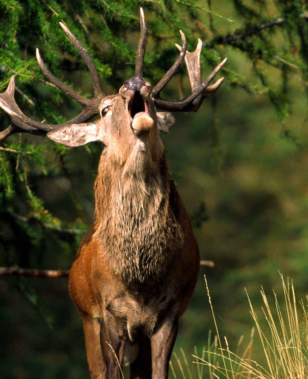 Cerf en plein brame