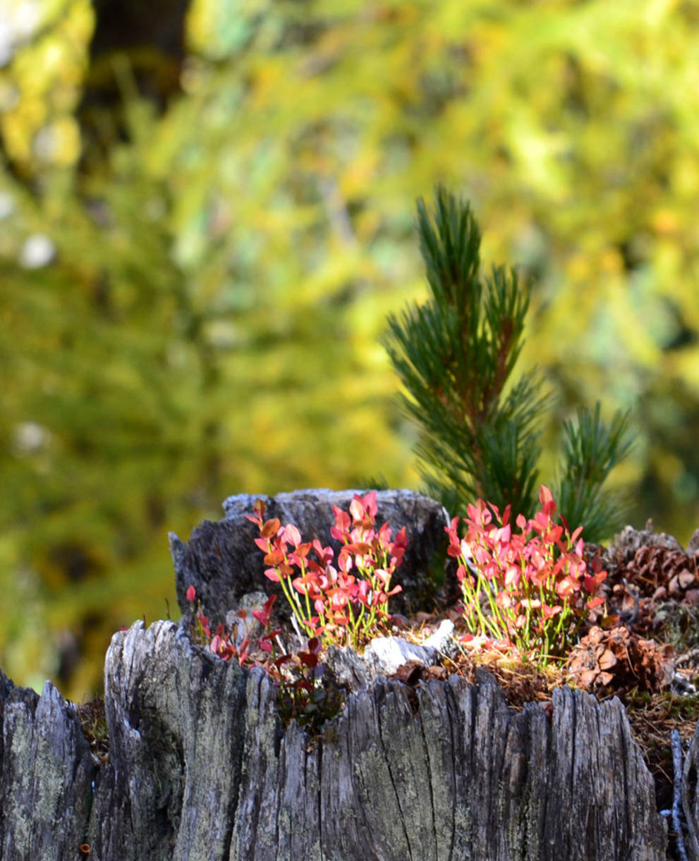 Plantes alpines comestibles